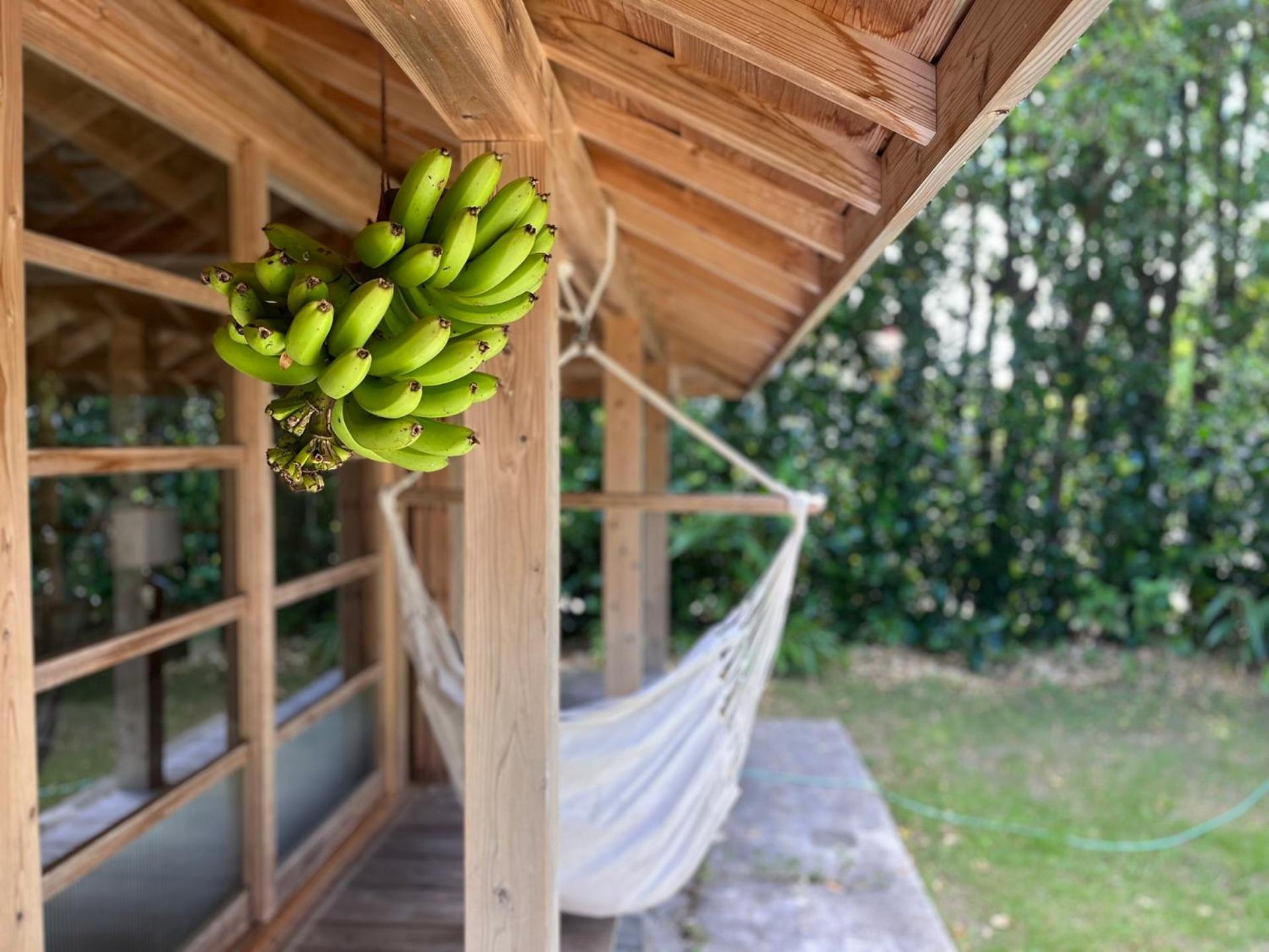 フクギに囲まれた家 さばんぎ沖縄古民家 Savangi Okinawan Designed Folk House Nakijin Zewnętrze zdjęcie